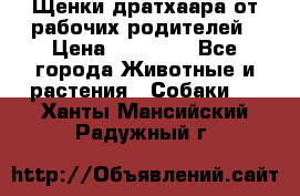Щенки дратхаара от рабочих родителей › Цена ­ 22 000 - Все города Животные и растения » Собаки   . Ханты-Мансийский,Радужный г.